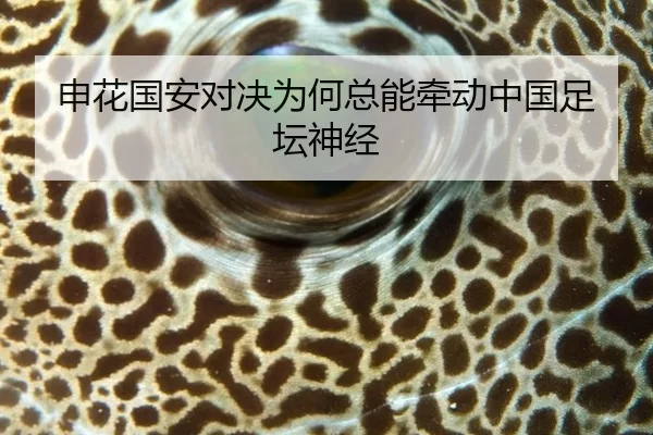 申花国安对决为何总能牵动中国足坛神经